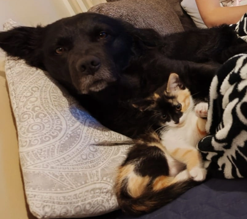 Our pets Fleki and Kia